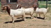 3X BOER GOAT COMMERCIAL DOE Jan van der Linde