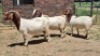 3X BOER GOAT COMMERCIAL DOE Jan van der Linde