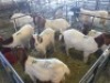 6 x F BOERBOK FJ COMBRINK (Betaal per stuk om lot te neem)