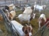6 x F BOERBOK FJ COMBRINK (Betaal per stuk om lot te neem) - 2