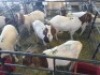 6 x F BOERBOK FJ COMBRINK (Betaal per stuk om lot te neem) - 3
