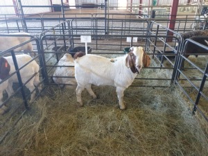 1 x M BOERBOK FJ COMBRINK