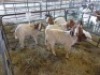 5 x F BOERBOK FJ COMBRINK (Betaal per stuk om lot te neem)