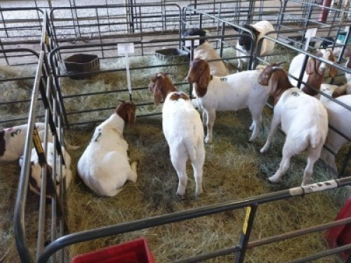 5 x F BOERBOK FJ COMBRINK (Betaal per stuk om lot te neem)