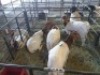 5 x F BOERBOK FJ COMBRINK (Betaal per stuk om lot te neem) - 2