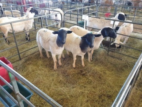 3 x F DORPER FJ COMBRINK (Betaal per stuk om lot te neem)
