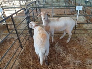 2 x F MEATMASTER KRUIS FJ COMBRINK (Betaal per stuk om lot te neem)