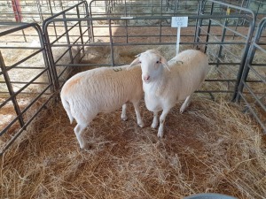 2 x F VAN ROOY KRUIS FJ COMBRINK (Betaal per stuk om lot te neem)