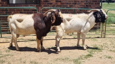 2X CROSS BOER GOAT BUCK Viljoen Livestock Trading