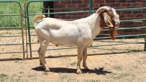 1X CROSS BOER GOAT BUCK Viljoen Livestock Trading