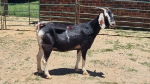 1X CROSS MILKGOAT BUCK Viljoen Livestock Trading