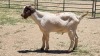 1X CROSS BOER GOAT BUCK Viljoen Livestock Trading