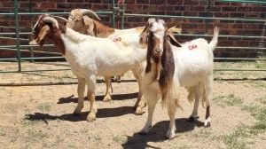 3X CROSS BOER GOAT BUCK Viljoen Livestock Trading