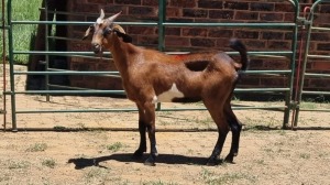 1X CROSS MILKGOAT BUCK Viljoen Livestock Trading