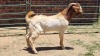 1X BOER GOAT BUCK Ch Landgoed