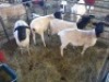 4 x F DORPER FJ COMBRINK (Betaal per stuk om lot te neem)