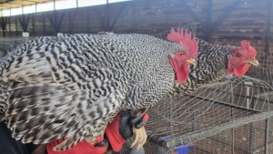 2X CHICKENS ROOSTER & HEN Tierpoort Dorpers