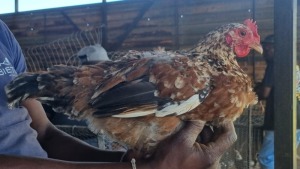 5X CHICKENS HEN African Elite