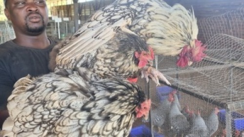 3X CHICKENS ROOSTER & HEN Tierpoort Dorpers