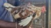 5X CHICKENS HEN African Elite