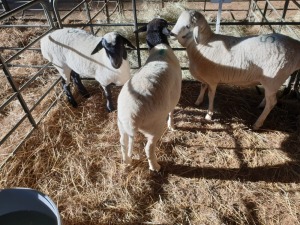 3 x M PERSIE KRUIS FJ COMBRINK (Betaal per stuk om lot te neem)