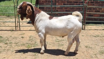 1X BOER GOAT BUCK Aj Du Plooy