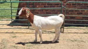 1X BOER GOAT DOE Aj Du Plooy