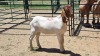 1X BOER GOAT BUCK Aj Du Plooy