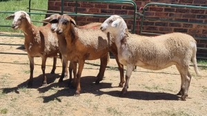 4X MEATMASTER EWE Corne Du Plessis