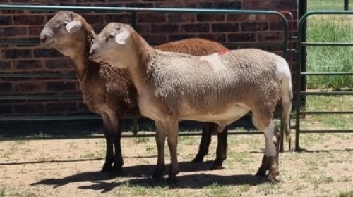 2X MEATMASTER RAM Corne Du Plessis