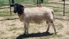 1X DORPER RAM Schalk Burger Boerdery