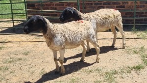 2X DORPER EWE Schalk Burger Boerdery