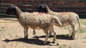 2X DORPER EWE Schalk Burger Boerdery