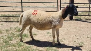 1X DORPER EWE Schalk Burger Boerdery