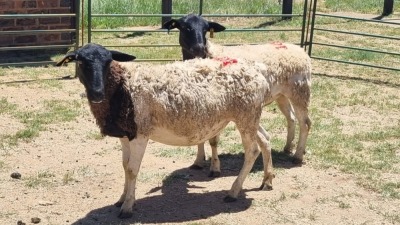 2X DORPER EWE Schalk Burger Boerdery