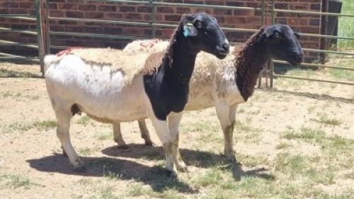 2X DORPER EWE Schalk Burger Boerdery