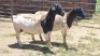 2X DORPER EWE Schalk Burger Boerdery
