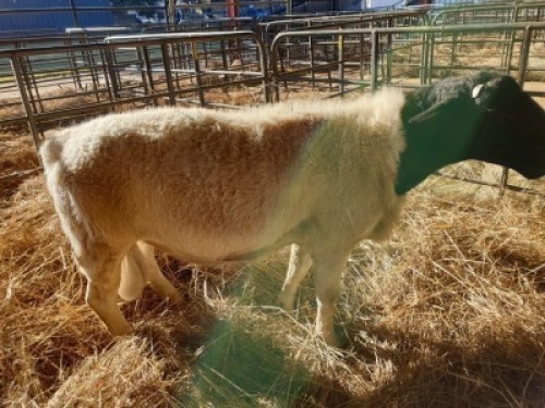 1 x M DORPER SCHALK BURGER BOERDERY 