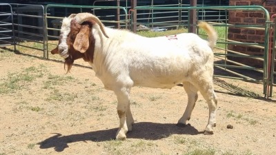 1X BOER GOAT BUCK Schalk Burger Boerdery