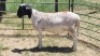 1X MEATMASTER RAM Tw Fourie