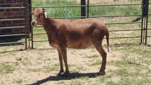 1X CROSS DAMARA EWE Vredenburg Boerdery