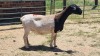 1X DORPER EWE Vredenburg Boerdery