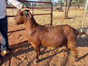 1 X OOI/EWE JC PRETORIUS BOERGOAT STUD - S