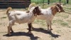 2X BOER GOAT BUCK Vaughan Olcker