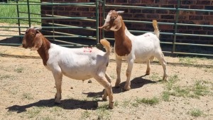 2X BOER GOAT BUCK Vaughan Olcker