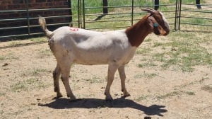 1X BOER GOAT DOE Vaughan Olcker