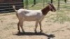 1X BOER GOAT DOE Vaughan Olcker