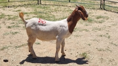 1X BOER GOAT BUCK Vaughan Olcker