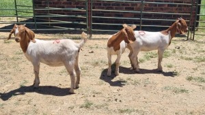 3X BOER GOAT DOE Vaughan Olcker