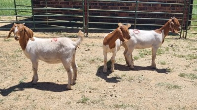 3X BOER GOAT DOE Vaughan Olcker